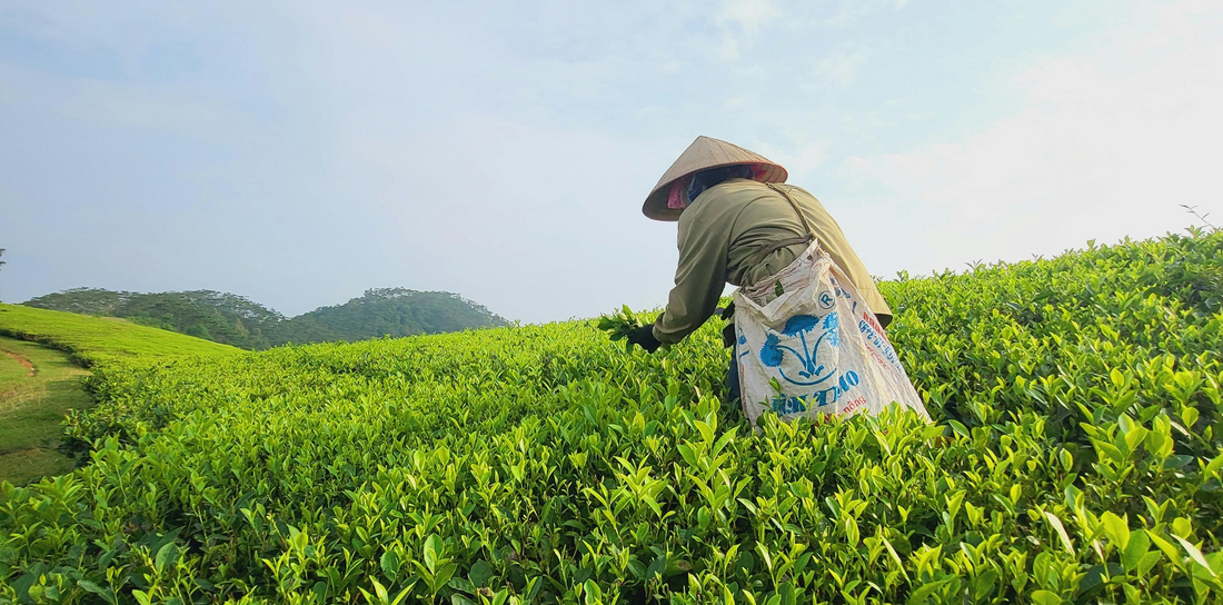 How to Choose the Best Matcha in Australia: A Quick Guide to Avoid Greenwashed Marketing